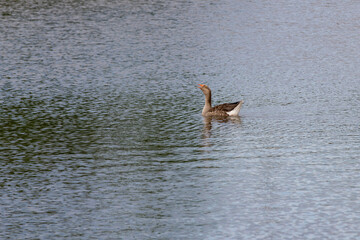 Goose swimming on lake surface isolated in selective focus.