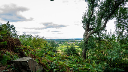 tree on the hill