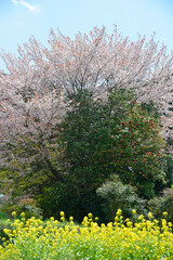 Obraz premium 京都大原の春 京都市大原