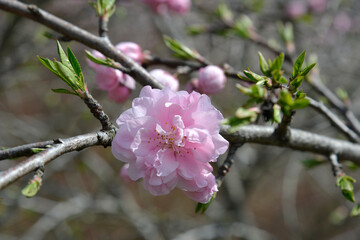 京都大原の春　ピンクの花　京都市大原