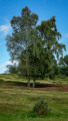 Obraz premium tree in the field