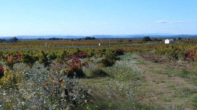 Some vineyards in the south of France near Valence. October 2021.