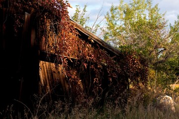 Old Shed Overrun