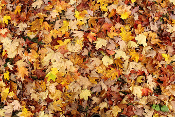 Background texture of colourful, golden maple leaves on the ground during autumn.
