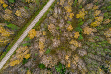 Aerial view from drone of rural road leading through autumn forests and groves in yellow green colors. Dense forest in golden time and empty highway in fall season. Roadway among colorful treetops