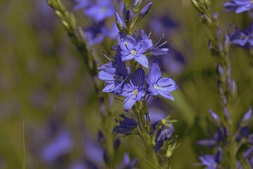 Broadleaf Speedwell, large speedwell, Veronica teucrium. Bright blue flowers on a green meadow on a sunny summer day. Wild violet flowers close-up outdoors.