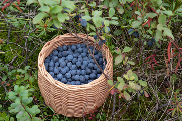 Fototapeta na wymiar Ripe blueberries in a wicker basket in a summer forest