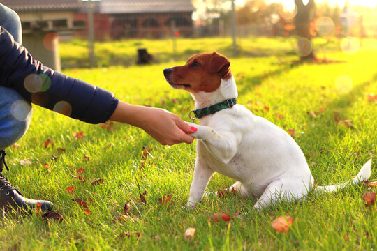 Pies podający łapę na tle zachodzącego słońca. Jack Russell Terrier. Dog giving a paw against the setting sun.