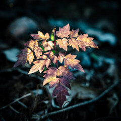 Sun Highlights The Changing Colors of A Sapling