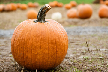 a close up of a pumpkin in a pumpkin patch located on a farm in October. 