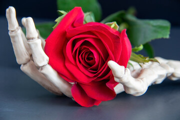 Red rose in skeleton hand