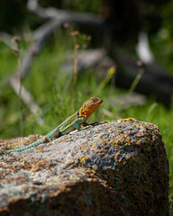 Mountain Boomer Colorful Lizard Perched on top of Rock