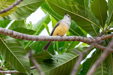Small yellow-breasted wild bird on genipap tree in selective focus.