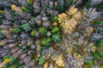Directly above aerial drone full frame shot of green emerald pine forests and yellow foliage groves with beautiful texture of treetops. Beautiful fall season scenery. Mountains in autumn golden colors