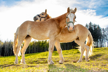 The pair of the haflinger horse on a spring pasture in backlight.