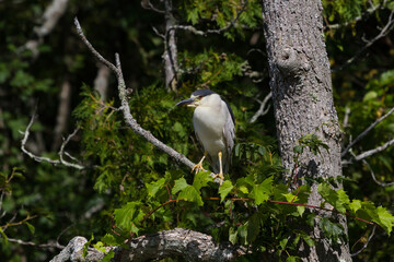 Black-crowned night heron perched in a tree. 