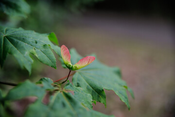closeup image of a seed pod among leaves