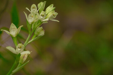 White/yellow flower close up, with a uniform background with negative space