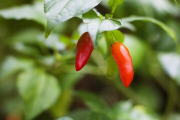 Rote Chili im Garten