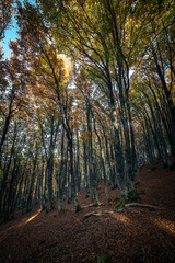 Beech forest in autumn wide angle view