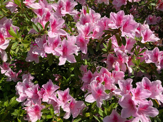 pink and white flowers