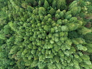 Verde bosque de secuoyas desde una vista cenital 4 - obrazy, fototapety, plakaty