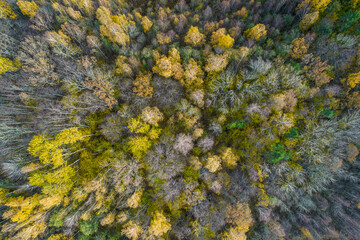 Directly above aerial drone full frame shot of green emerald pine forests and yellow foliage groves with beautiful texture of treetops. Beautiful fall season scenery. Mountains in autumn golden colors