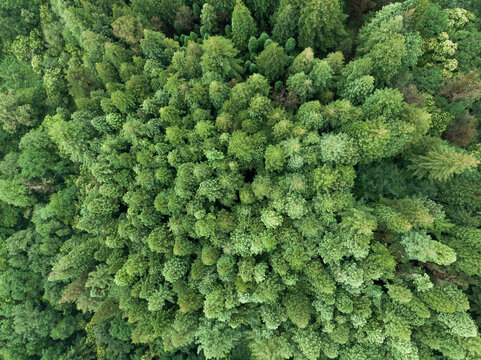 Verde bosque de secuoyas desde una vista cenital 4