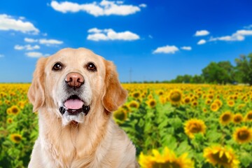 happy cute dog puppy portrait with blooming flowers in the background