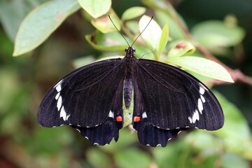 Male Australian Orchard Swallow-tail Butterfly