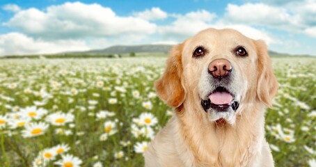 happy cute dog puppy portrait with blooming flowers in the background