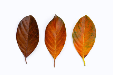 Dry leaves on white background