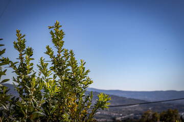 Obraz premium Arbustos nas montanhas