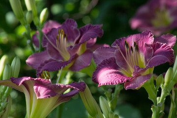 Mother-of-pearl pink lilac-tinged Daylily flowers Entrapment. Hemerocallis Entrapment