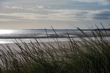 Fototapeta na wymiar Grasses in the sand dunes