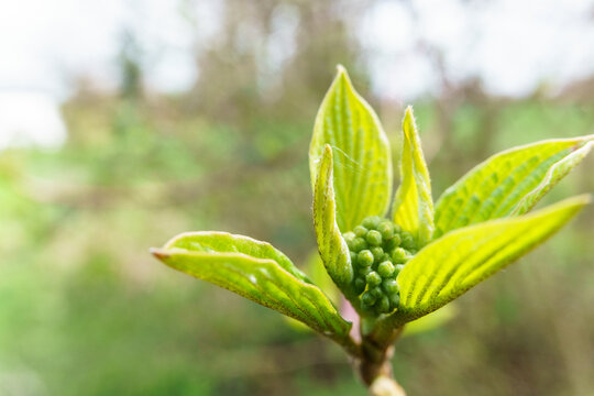 Detail of a spring bud on a tree with new leaves