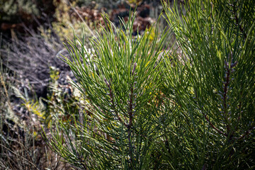 Arbustos nas montanhas