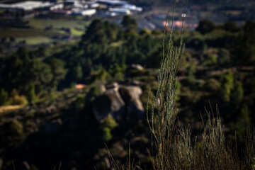 Arbustos nas montanhas