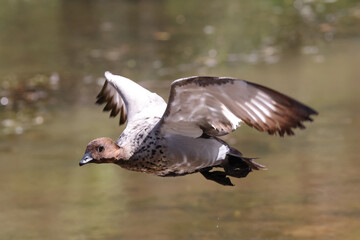 Fototapeta premium Australian Wood Duck in flight