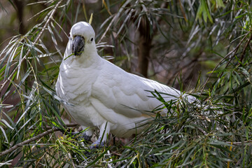 Sulphur-crested Cockatoo feeding on Acacia seed pods