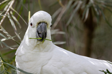 Sulphur-crested Cockatoo feeding on Acacia seed pods