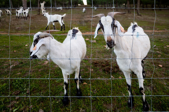 Cabras a pastar no campo