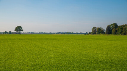 Landscape with green field with a line of trees on the horizon. The image shows a classic Dutch landscape with flat farm lands. This picture was taken in the province of Utrecht, the Netherlands. - Powered by Adobe