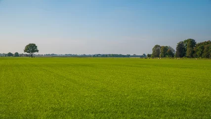 Fototapeten Landscape with green field with a line of trees on the horizon. The image shows a classic Dutch landscape with flat farm lands. This picture was taken in the province of Utrecht, the Netherlands. © Rwin