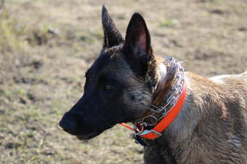 portrait of a shepherd