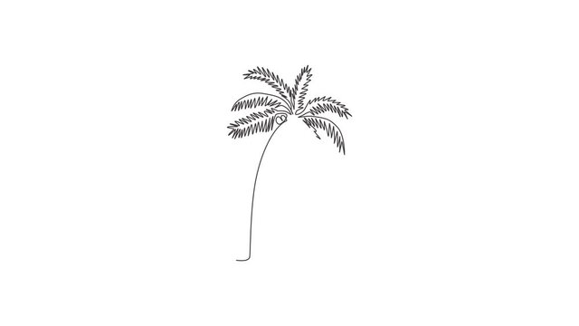 Animation of one line drawing of coconut tree. Decorative cocos nucifera, beach palm tree family concept for greeting hello summer post card. Continuous line self draw animated. Full length motion.