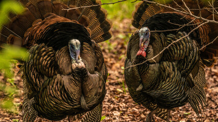 Wild Turkey