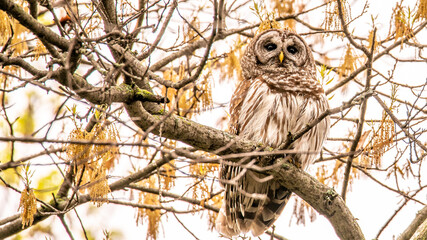 owl on branch