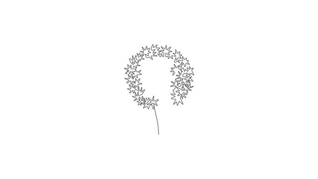Animated self drawing of continuous line draw beauty fresh allium globemaster for home art wall decor poster. Decorative giant onion flower concept for greeting card. Full length single line animation