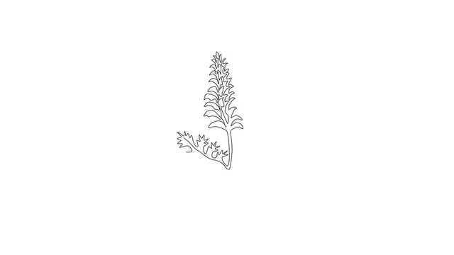 Animated self drawing of single continuous line draw beauty fresh bear's breeches for garden logo. Decorative acanthus flower concept for floral invitation card frame. Full length one line animation.